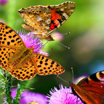 无缝切换备份的24小时呼叫轰炸神器